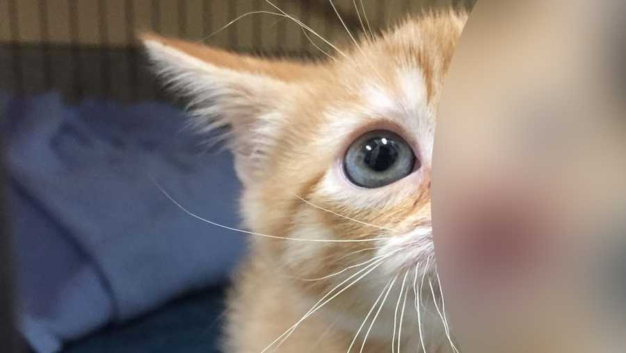 Kitten whose face fell off to have surgery, find new home