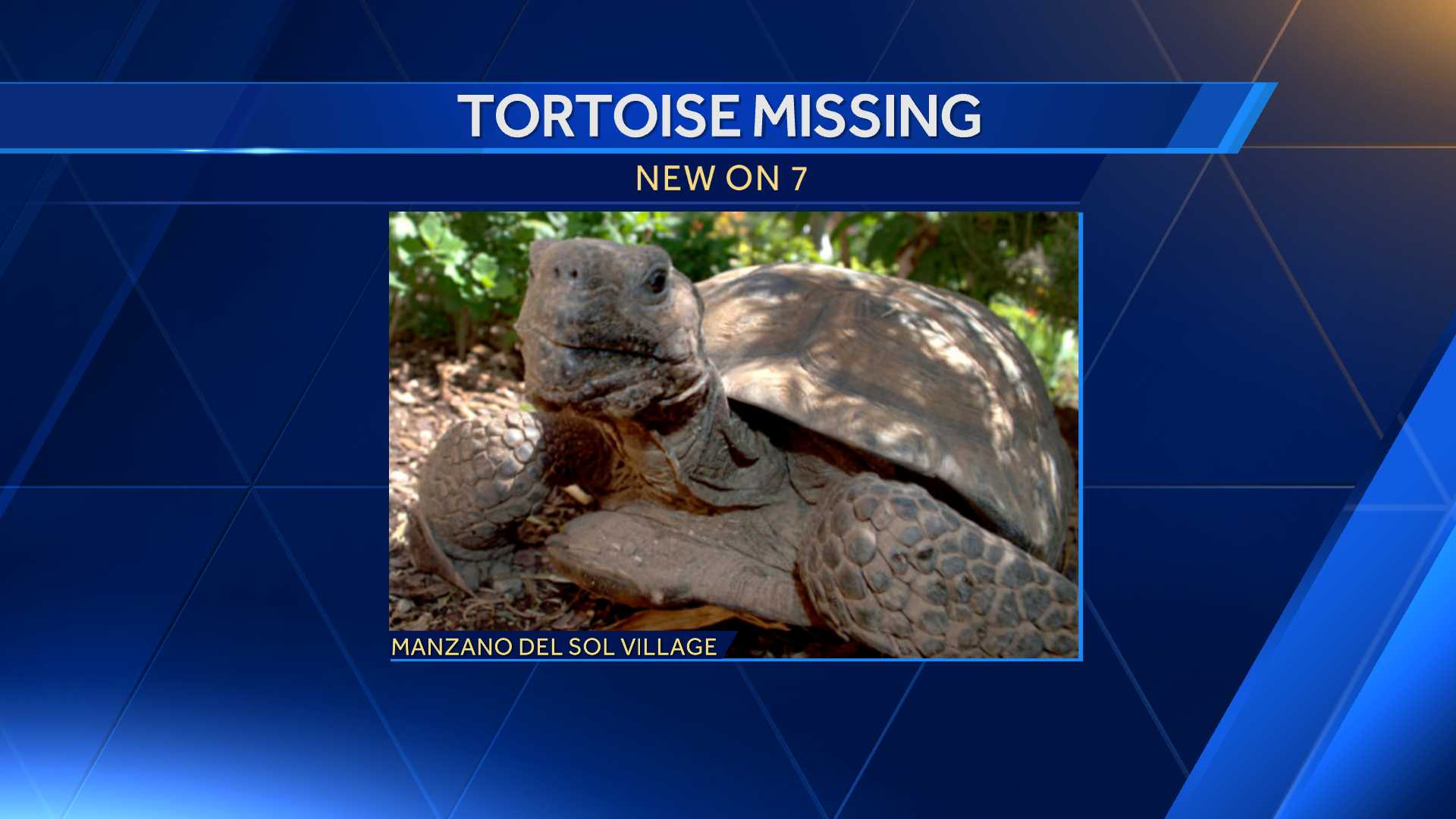 Diablo the Tortoise Goes Missing Again