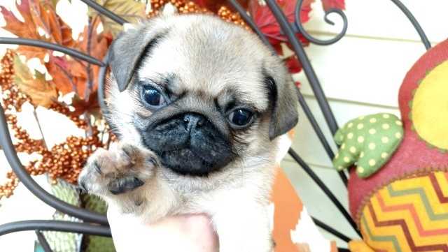 puddin the pug local therapy puddin the pug passes away pugs not drugs puddin the pug local therapy puddin the pug passes away pugs not drugs