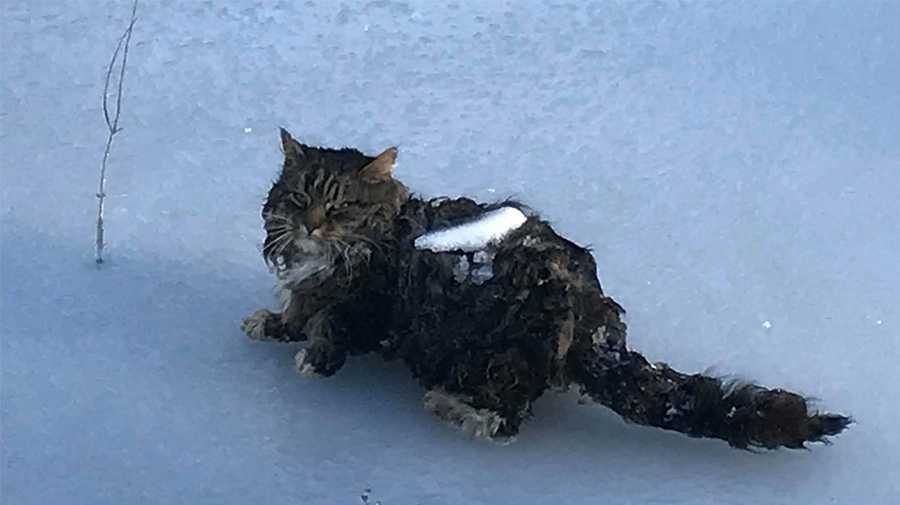 Cat found frozen to surface of icy New Hampshire pond