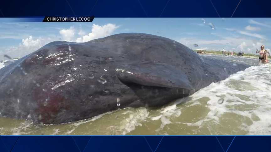 Whale washes ashore on Louisiana beach