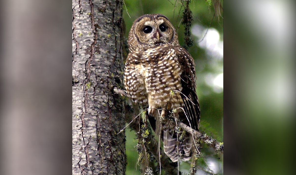 Study blames NorCal pot farms for poisoning endangered owls