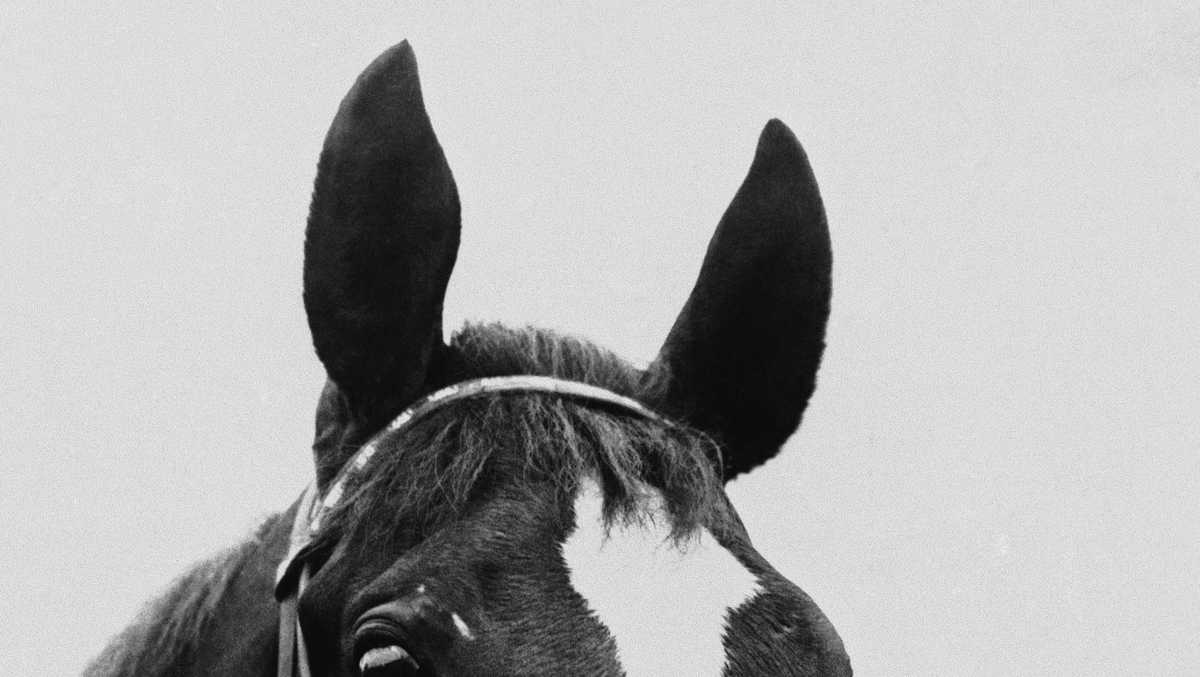 Dozens Of Horses Found Slaughtered For Meat, Possible Ritual Sacrifice