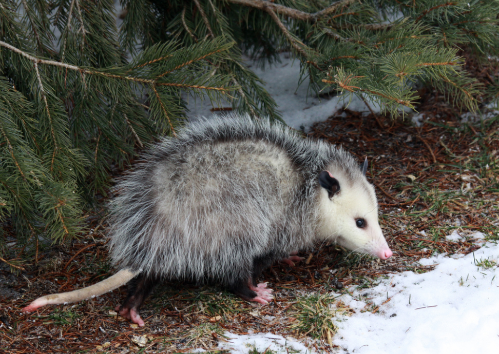 Opossum breaks into liquor store and gets drunk as a skunk