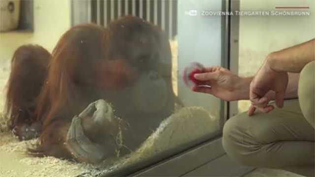 Adorable orangutan mesmerized by fidget spinner