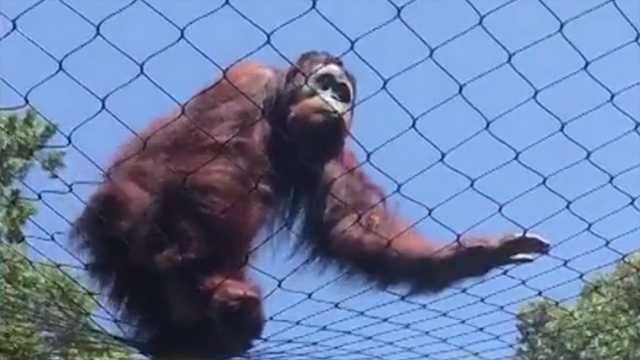 Video shows orangutan escaping enclosure at Greenville Zoo