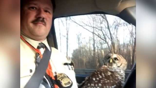 Police corporal saves injured owl from side of busy road