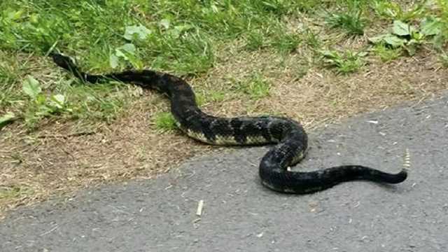 Venomous snakes suddenly show up in neighborhood