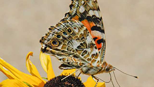 Massive wave of butterflies lights up Denver weather radar