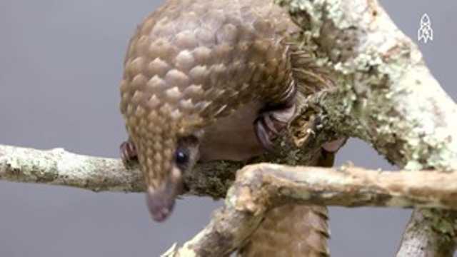 The World’s Only Scaled Mammal Is ADORABLE