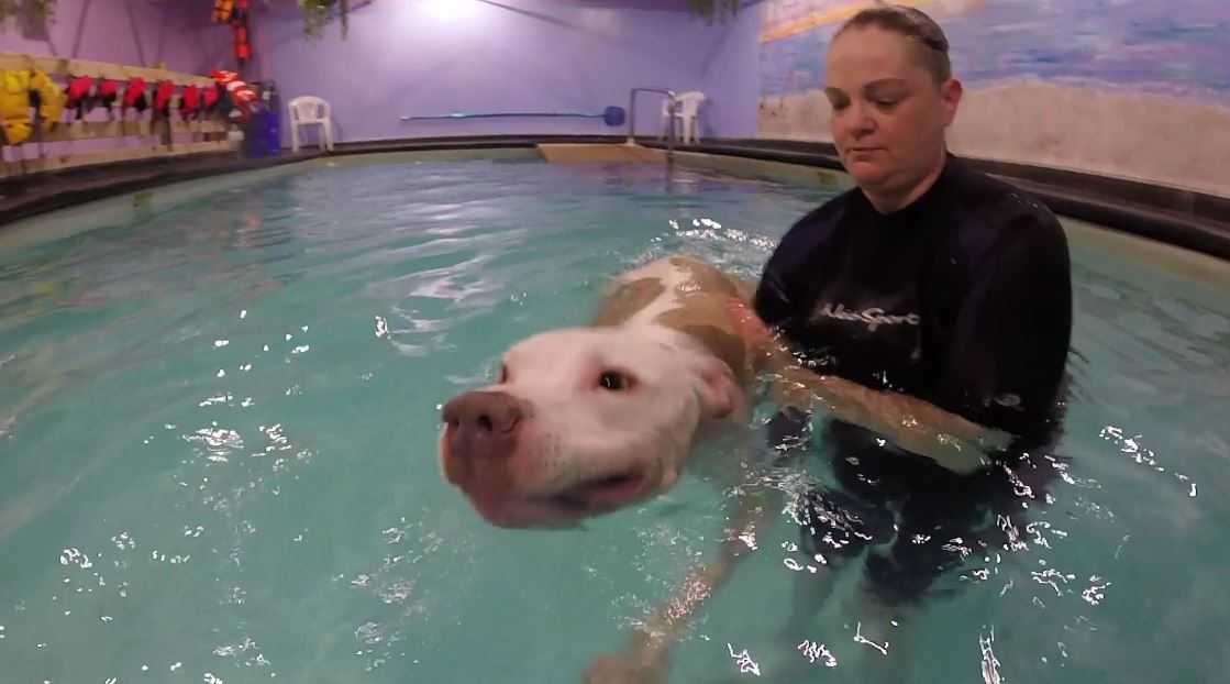 Paralyzed dog gets back on his paws with swim therapy