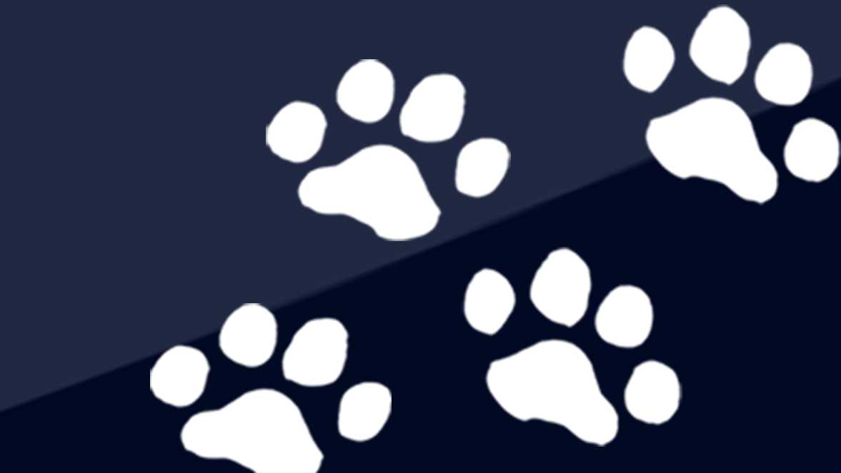 Northern California man dies while trying to rescue dog from ocean