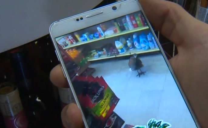 Peacock takes out $500 in wine after crashing liquor store