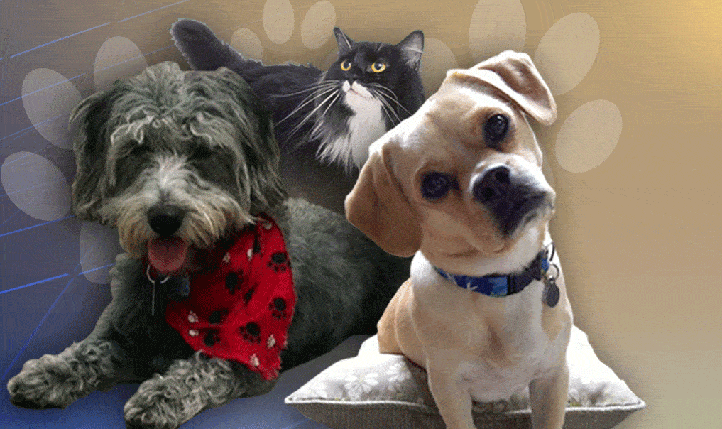 California pet rescue bill would legalize mouth-to-snout resuscitation