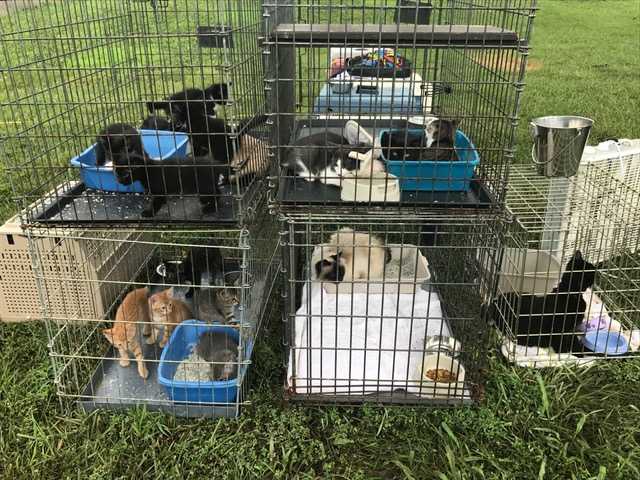 Pets evacuated from flooded animal clinic along State Line Road