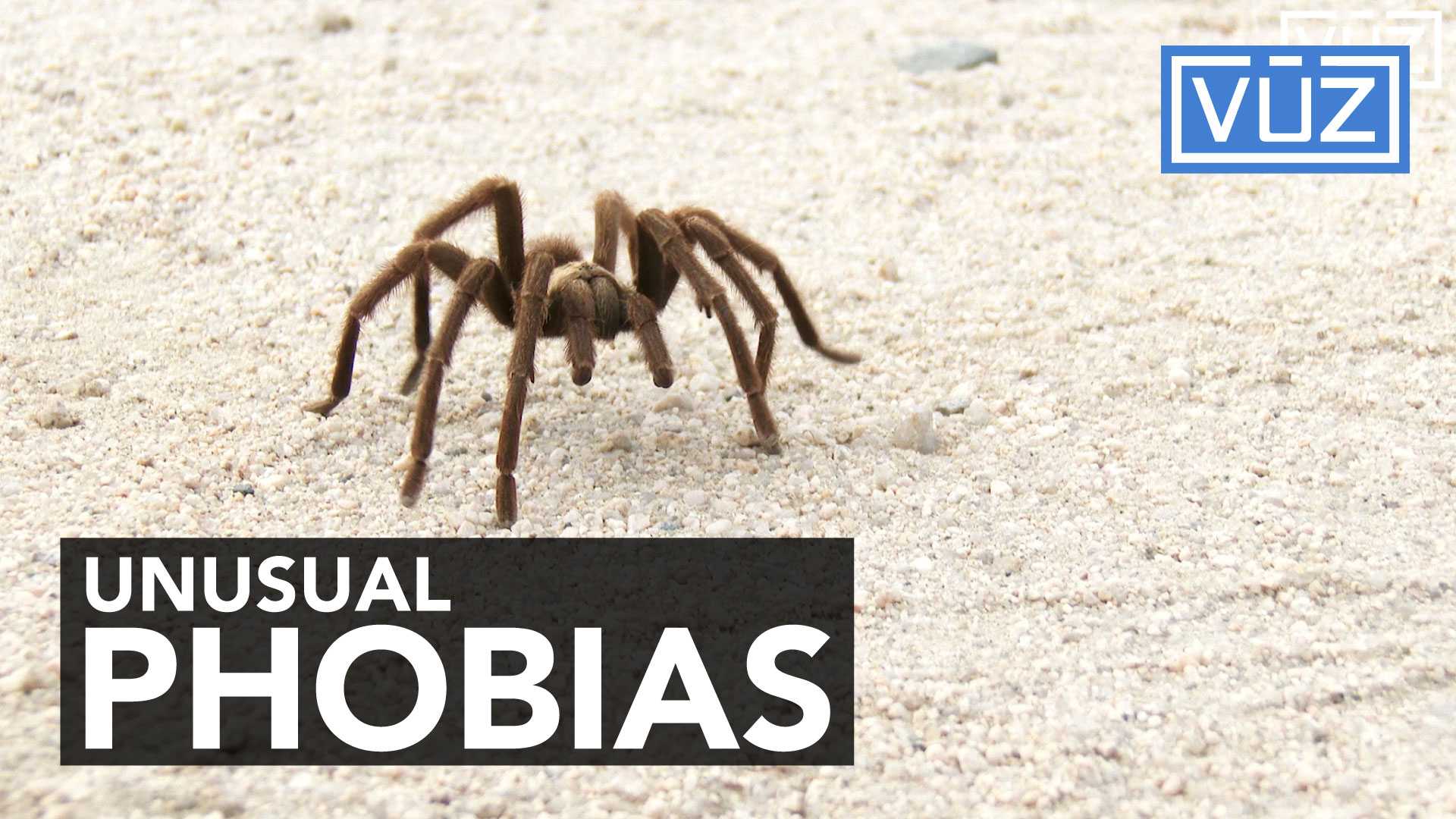 Fear can come from some pretty unexpected places, especially if you have one of these phobias