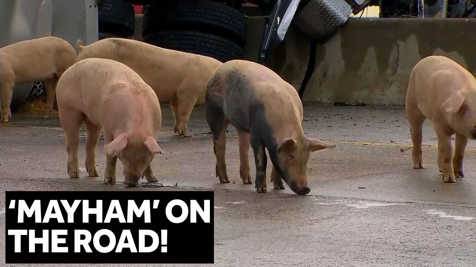 'MAYHAM' ON THE ROAD: Pigs get loose on highway after truck crashes