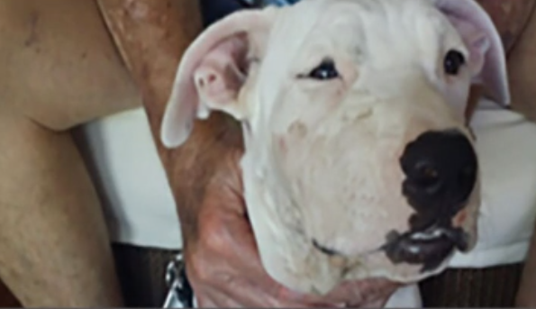 Puppy recovering from surgery for broken jaw