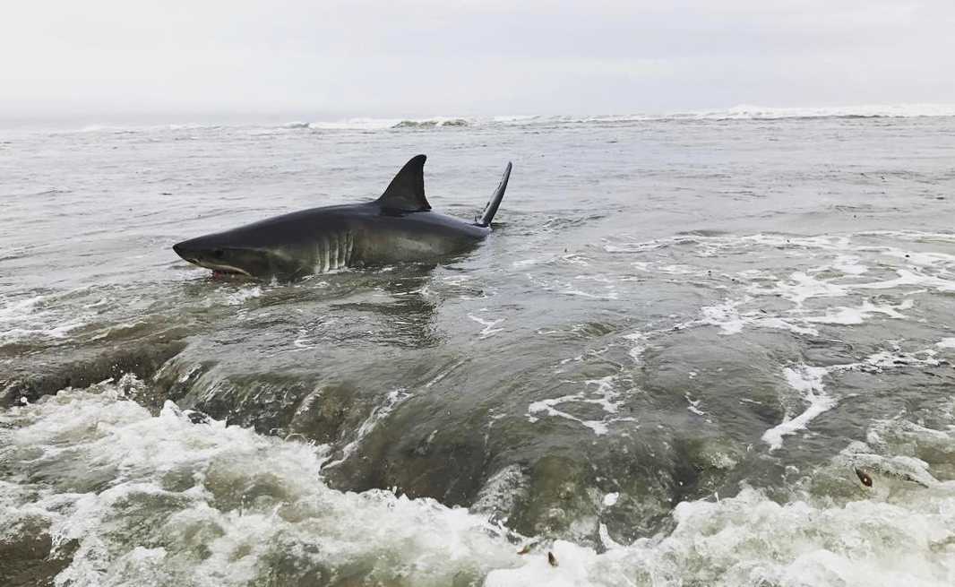 Great White shark stranded on California beach