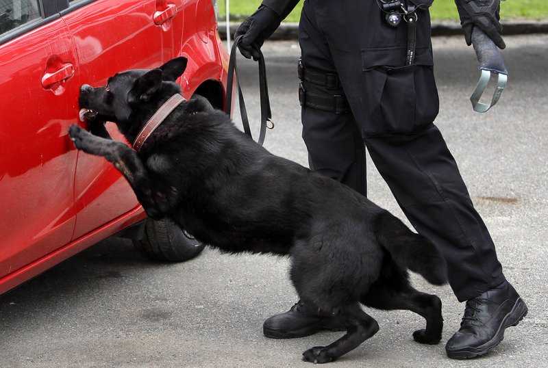 Police carry drug kits to save K-9s from opioid overdoses