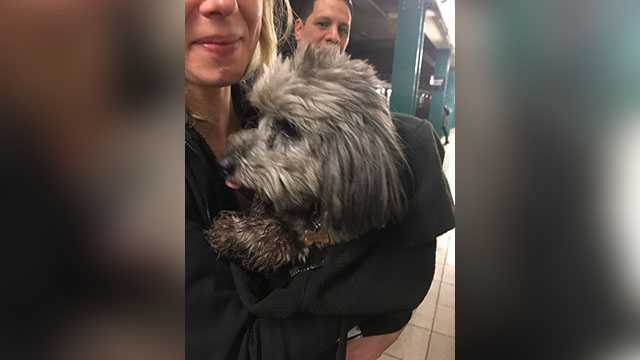 Poodle on the run causes hour-long delay on New York City subway