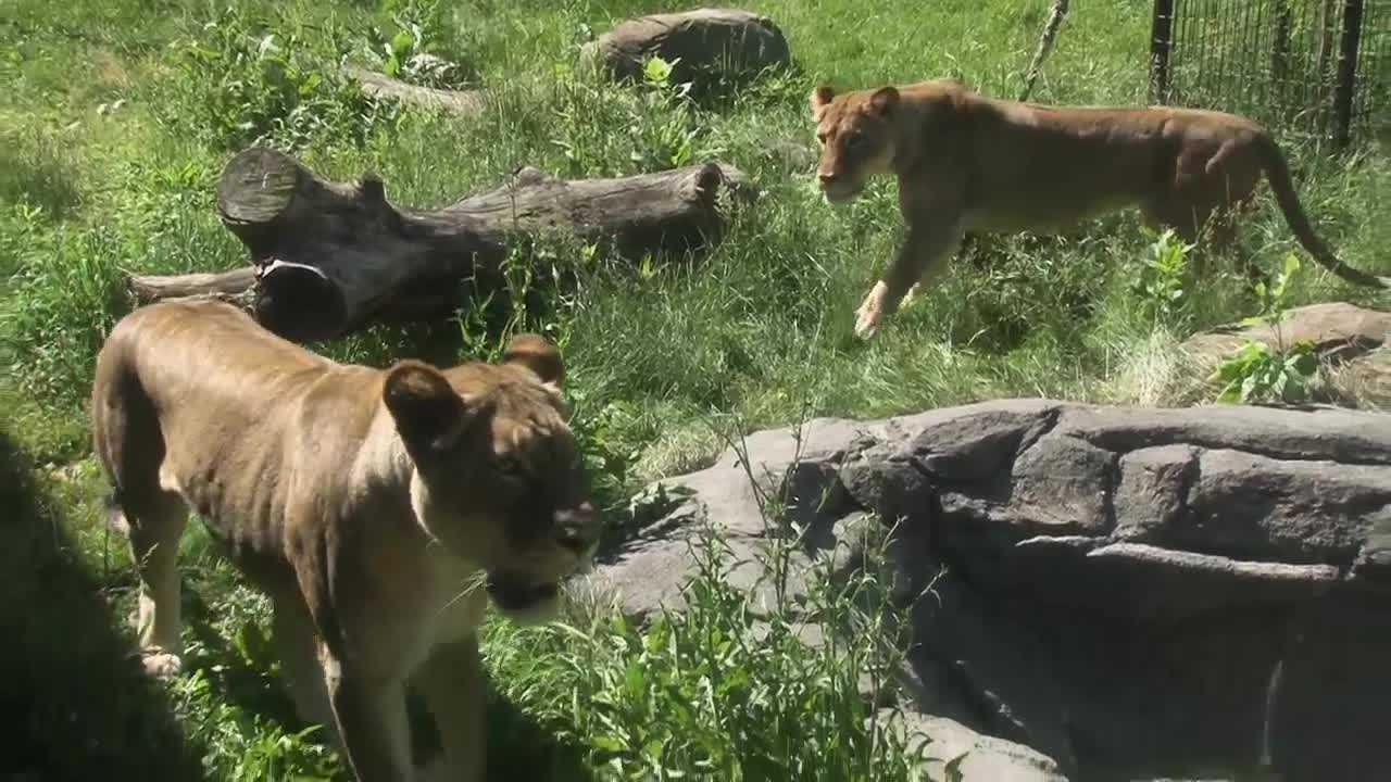 Iowa zoo welcomes female African lions