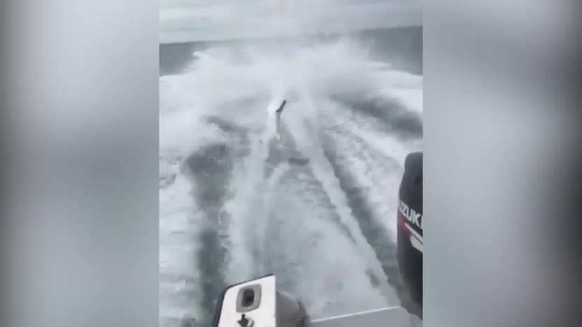 Video showing shark dragged by boat goes viral