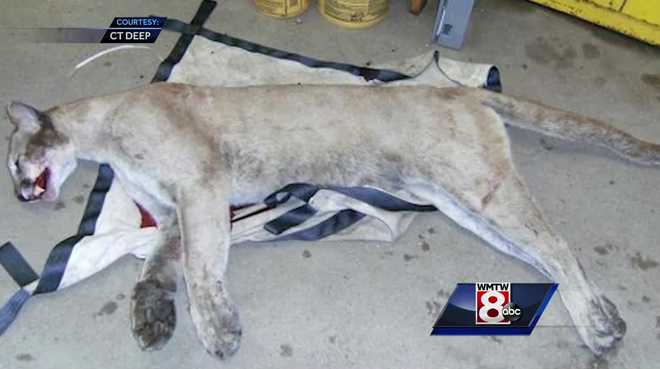 Cougars in maine Cougars in maine