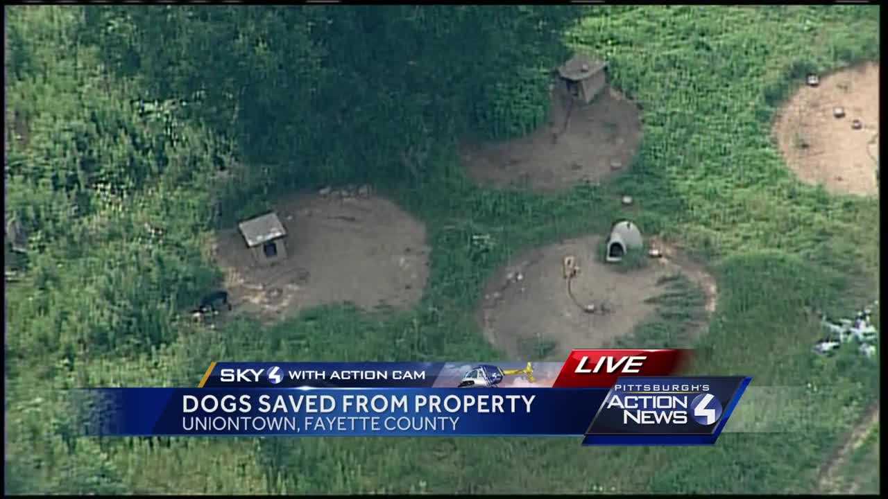 29 Pit bulls found on secluded property, 4 dead