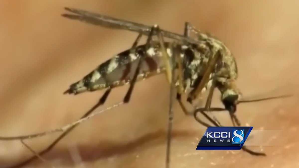 Evidence of mosquitoes capable of carrying Zika virus found in Iowa