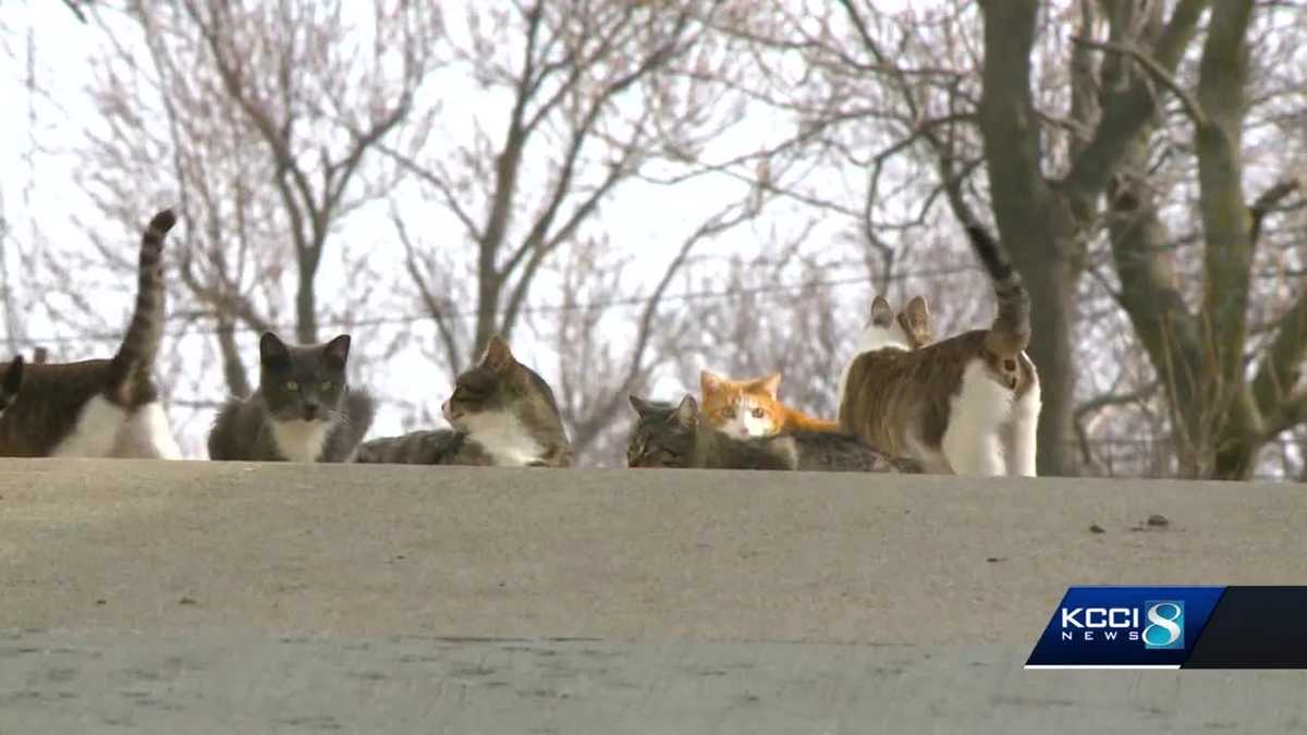 Jefferson officers shoot cats to control feral population