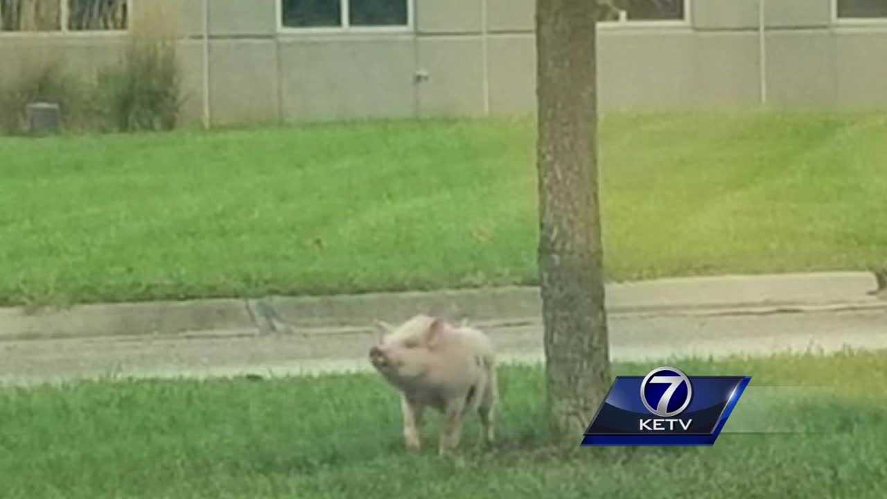 Family's pet pig back home after traffic concerns, week-long search