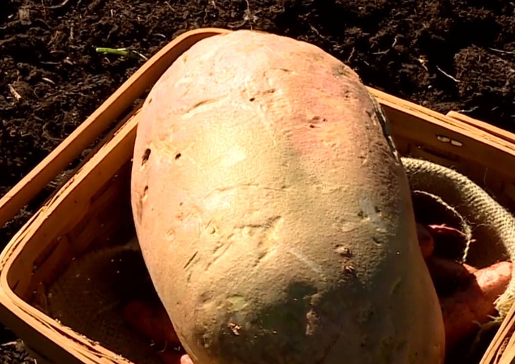 You say 'potato,' one school says 'record breaker.'