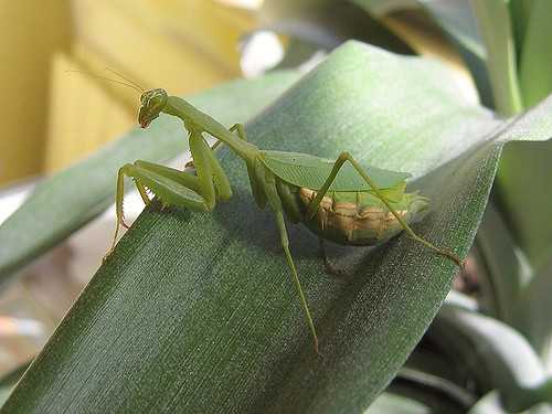 Praying mantises have been documented eating small birds