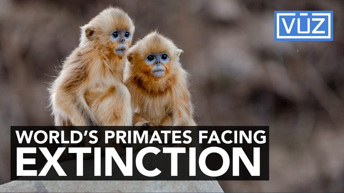 New study finds most primate species facing extinction