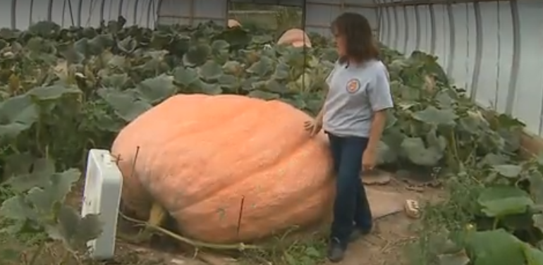 Couple grows massive pumpkins just in time for Halloween