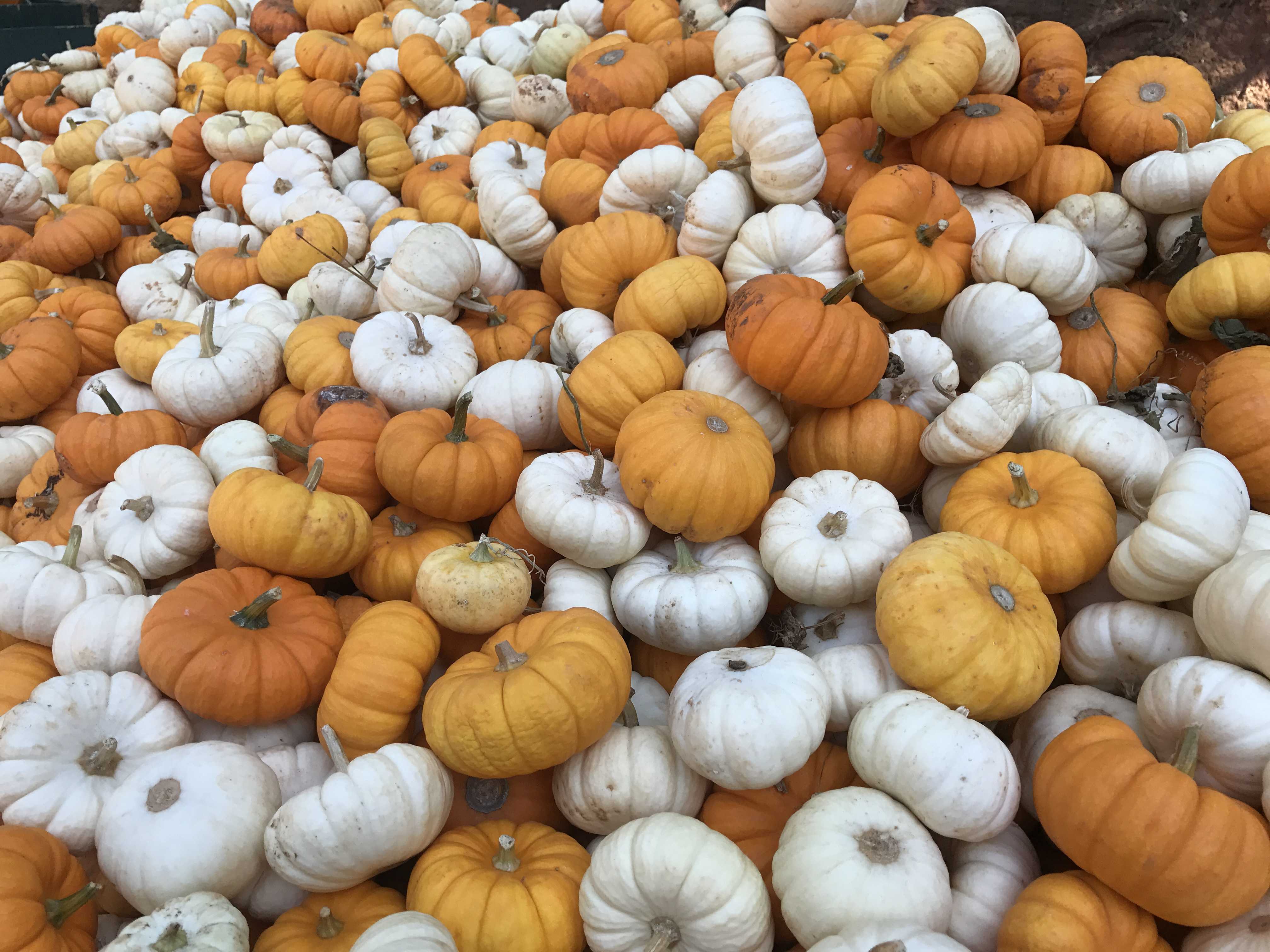 pumpkin patch sacramento