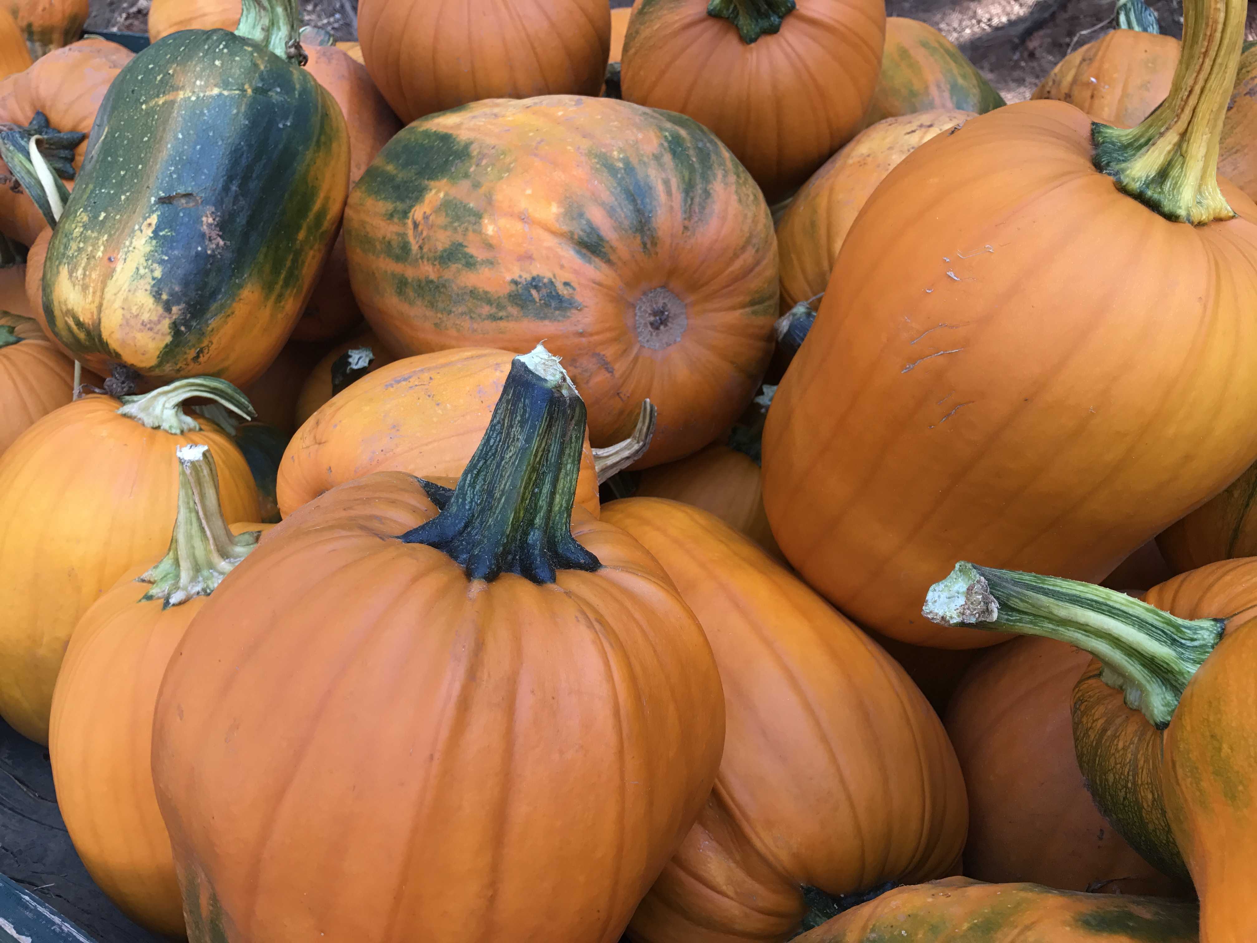 best pumpkin patch in sacramento