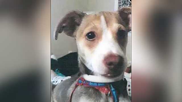 Judge: Man who set girlfriend's puppy on fire asks for lighter sentence