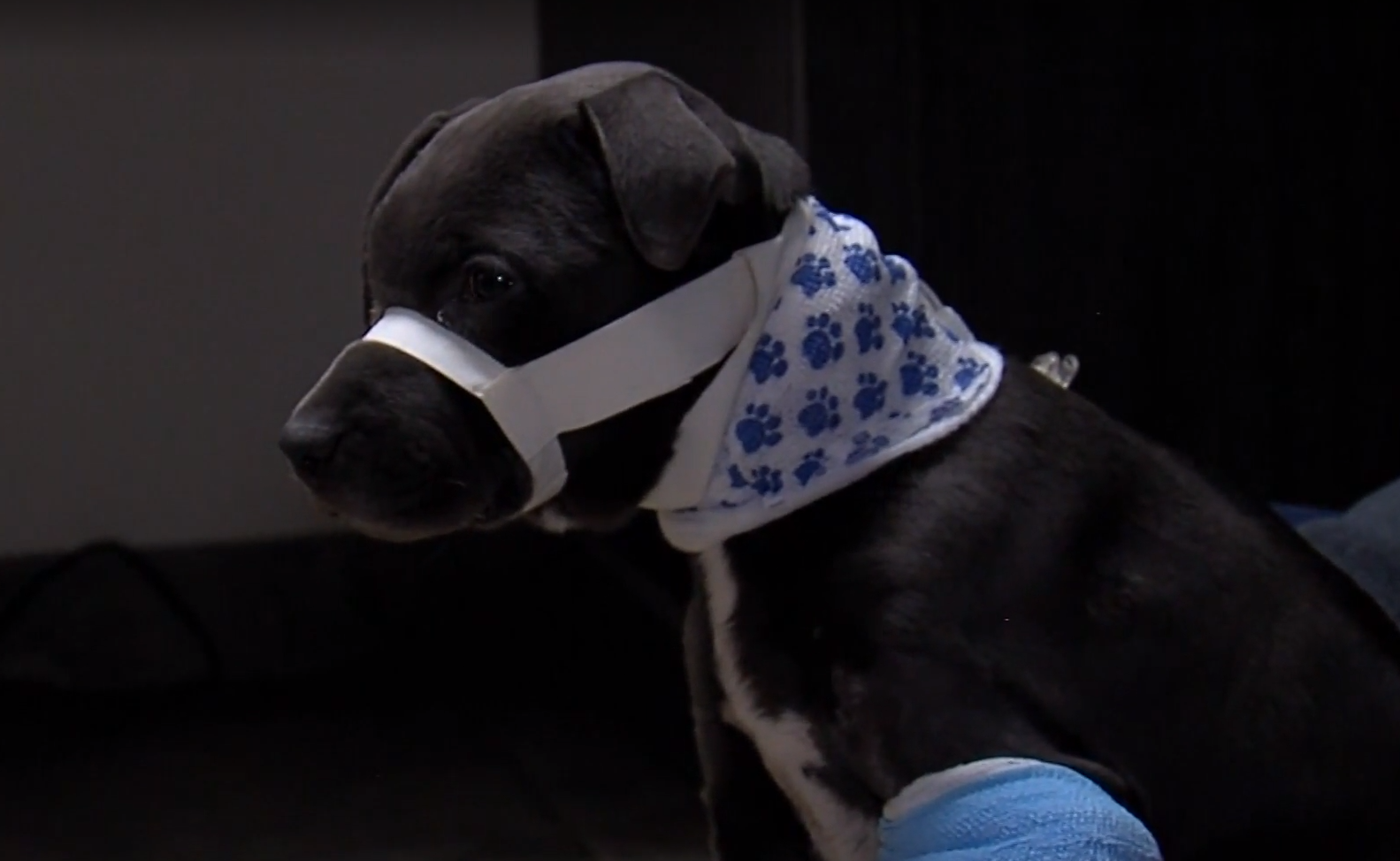 Puppy recovering, in search of forever home after suffering severe beating