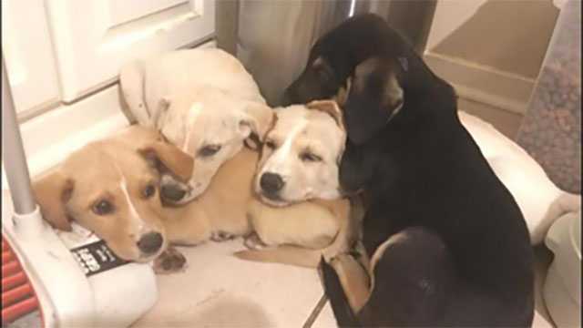 Puppies found by road in duct-taped box