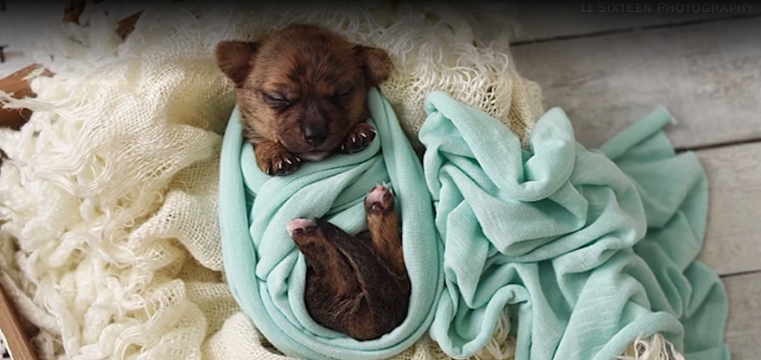 Homeless puppies participate in adorable photo shoot
