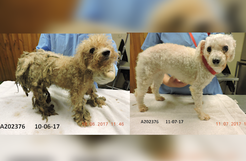 Dozens of poodles saved from Ocala home now up for adoption