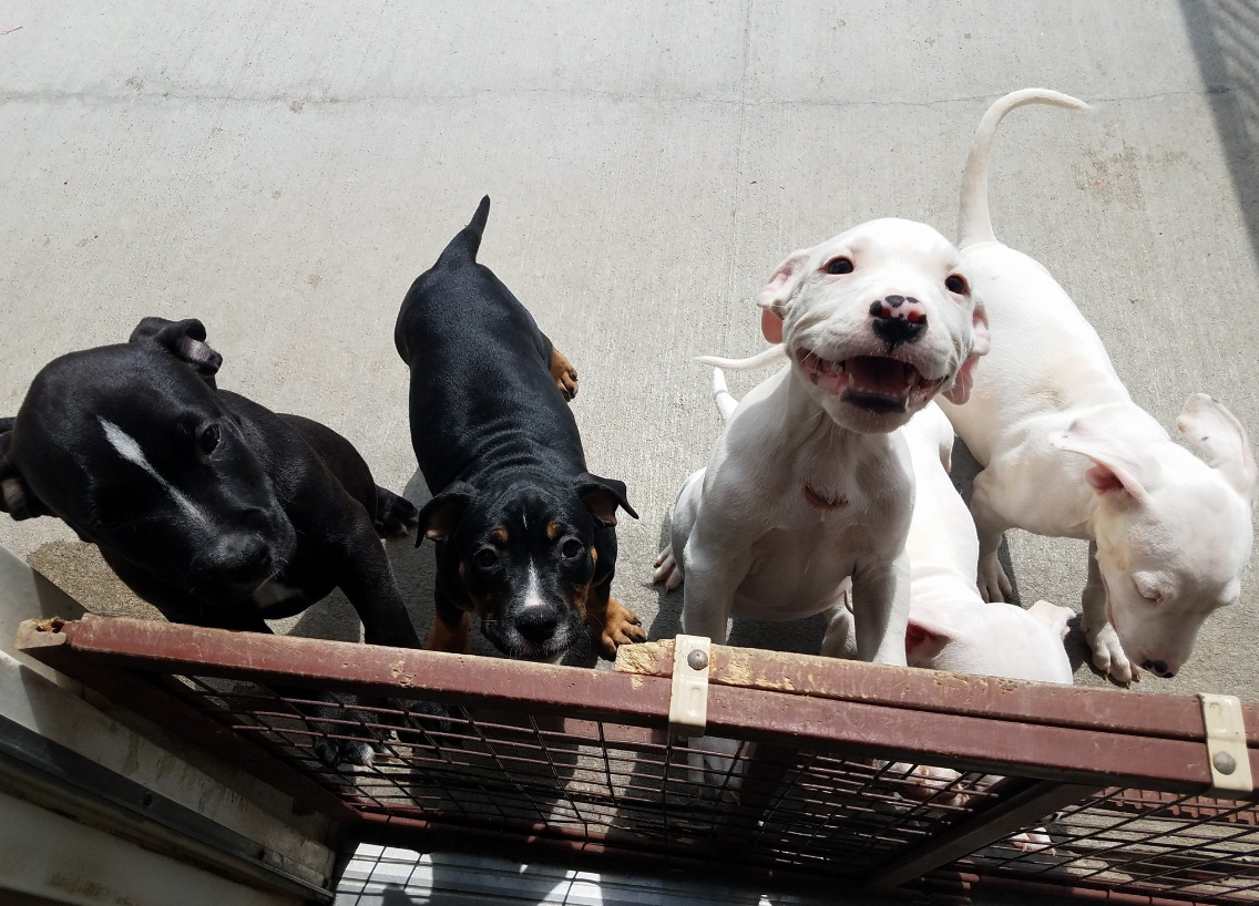 Four puppies recovering after having throats cut, man charged