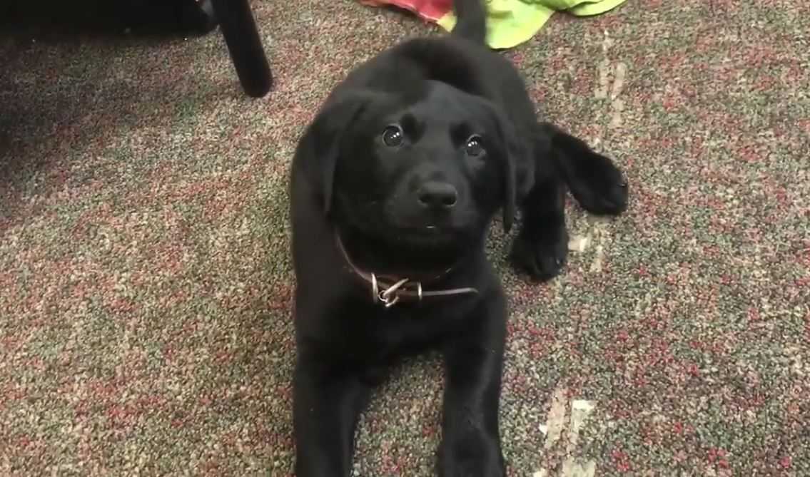 Duckie -- the pup that couldn't walk -- is moving and grooving