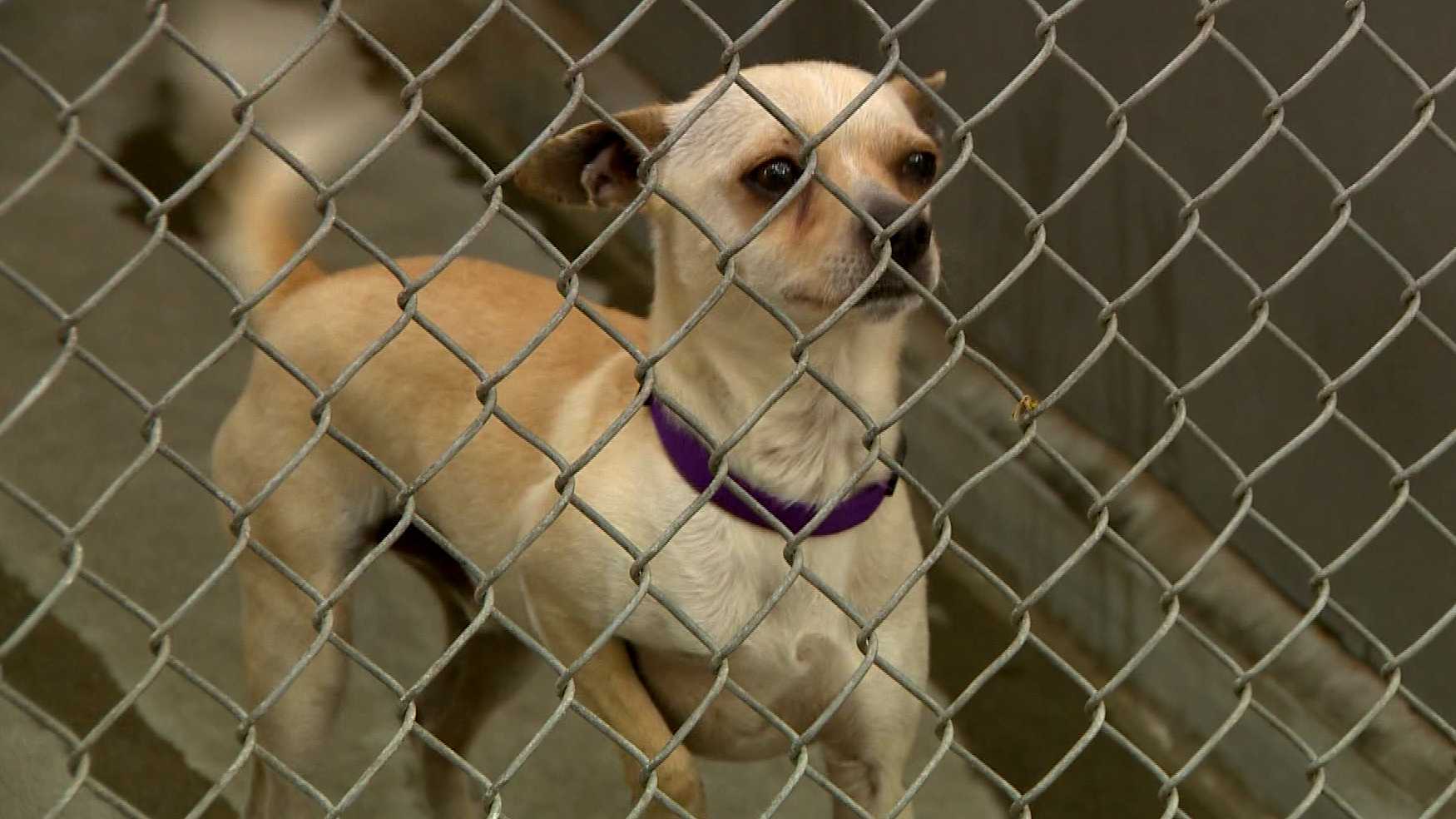 Sacramento County DA creates animal cruelty unit for ‘heinous’ crimes