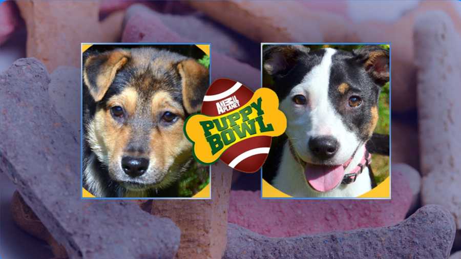 puppy finder nh 2 nh dogs in starting lineup for 2018 puppy bowl puppy finder nh 2 nh dogs in starting lineup for 2018 puppy bowl
