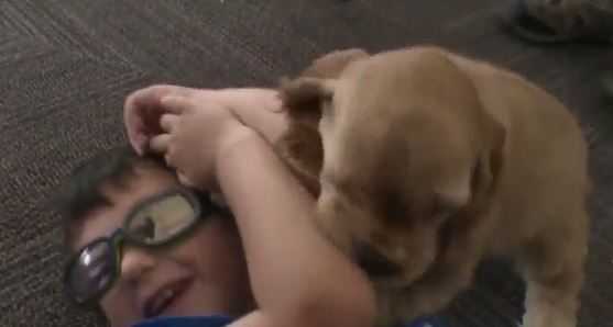 Boy's Make-A-Wish puppy dream comes true