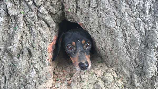 Troopers free dog from inside a tree