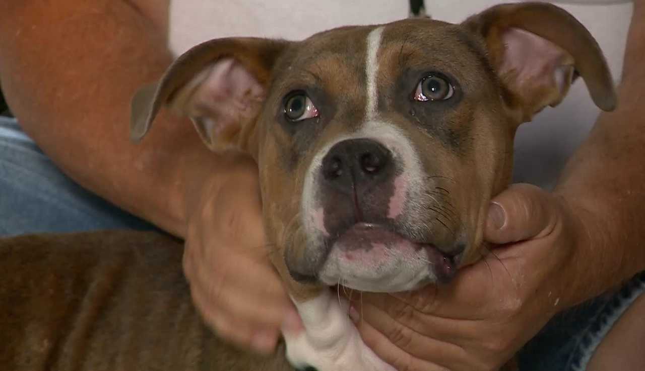 Teens help pit bull puppy abandoned in woods